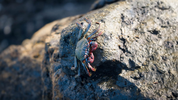 大螃蟹坐在海边的岩石上的特写照片图片下载