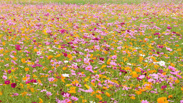 美丽的宇宙花图片下载
