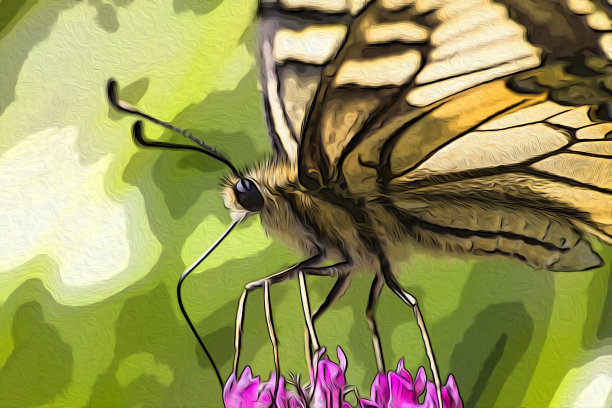 粉红色花朵上的蝴蝶图片下载