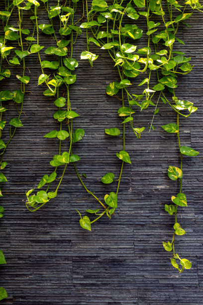 深色的石墙上长着常青藤绿色的植物图片下载