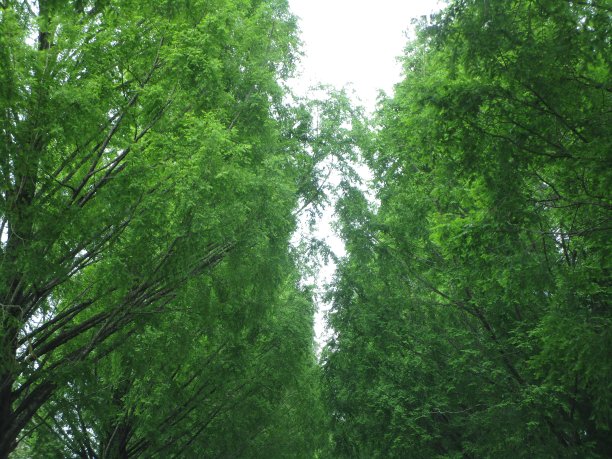 春天高大的绿树图片下载