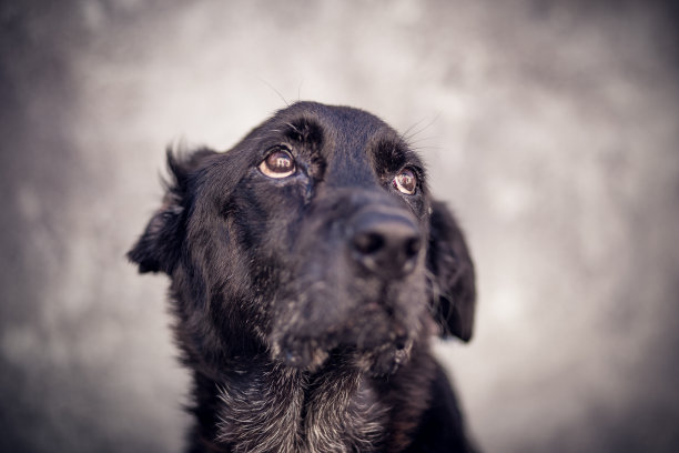 黑老狗的画像图片下载
