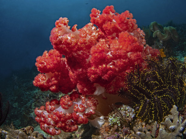 软珊瑚，多刺软珊瑚(Stereonephthya sp)图片下载