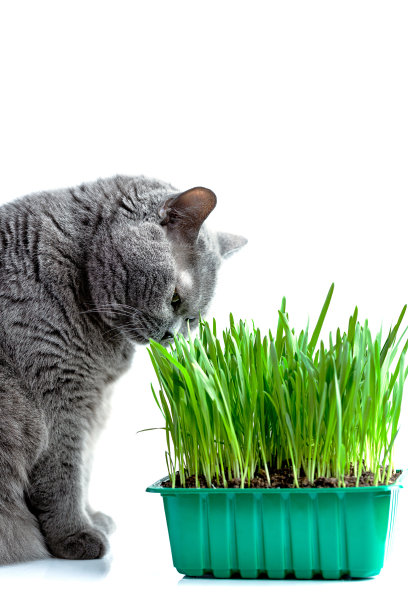 英国成年猫在白色背景上吃草图片下载