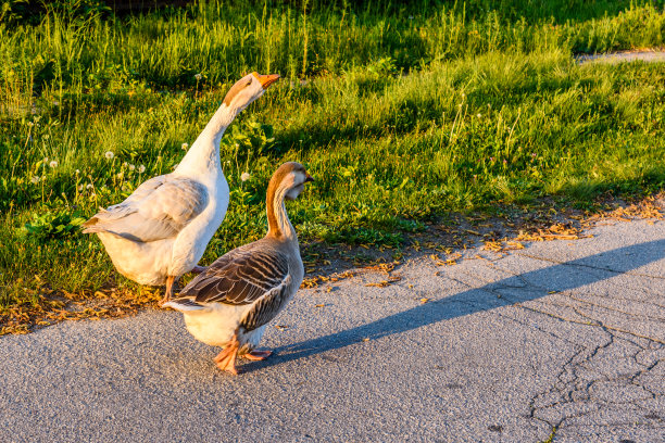 村子路边的家鹅图片下载