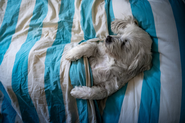 高角度上的狗睡在床上像一个人图片下载