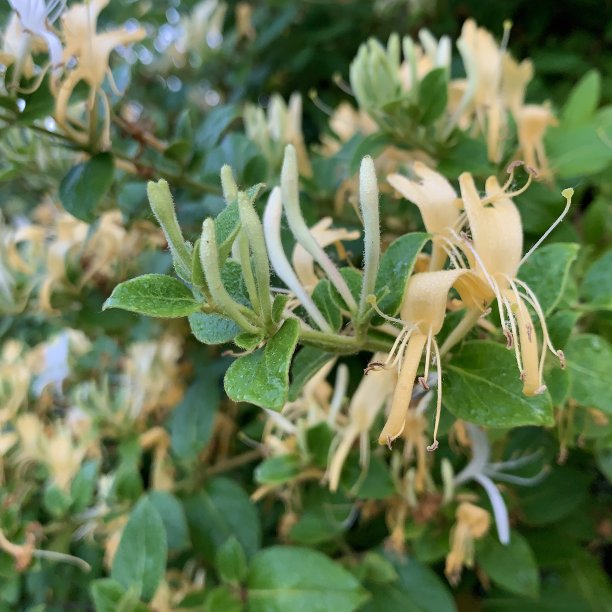 金银花在自然区域图片下载