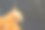 窗帘比赛前猫的侧脸。图片下载