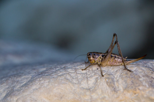蚱蜢的侧面轮廓图片下载