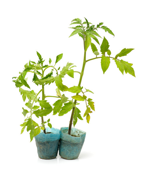 番茄幼苗图片下载