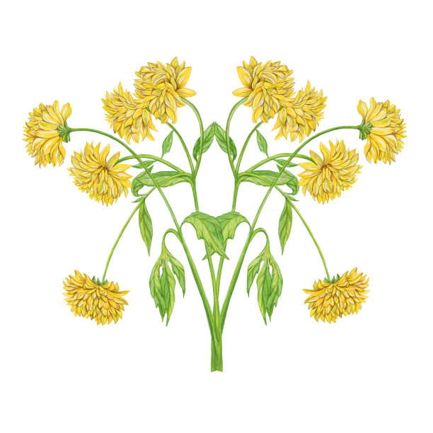 卡片上有黄花图案，金色小球，白色背景，孤立物图片下载