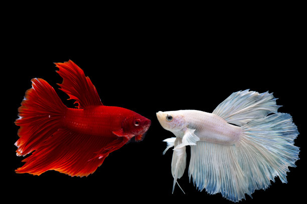 暹罗斗鱼，在黑色的背景。图片下载