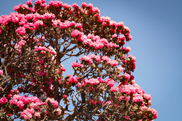 杜鹃花盛开的花朵图片下载
