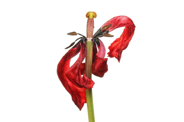 枯萎的郁金香图片下载