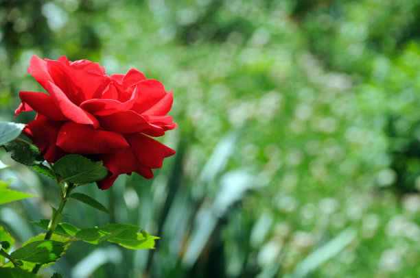 花坛上的红色装饰玫瑰，映衬着绿叶图片下载