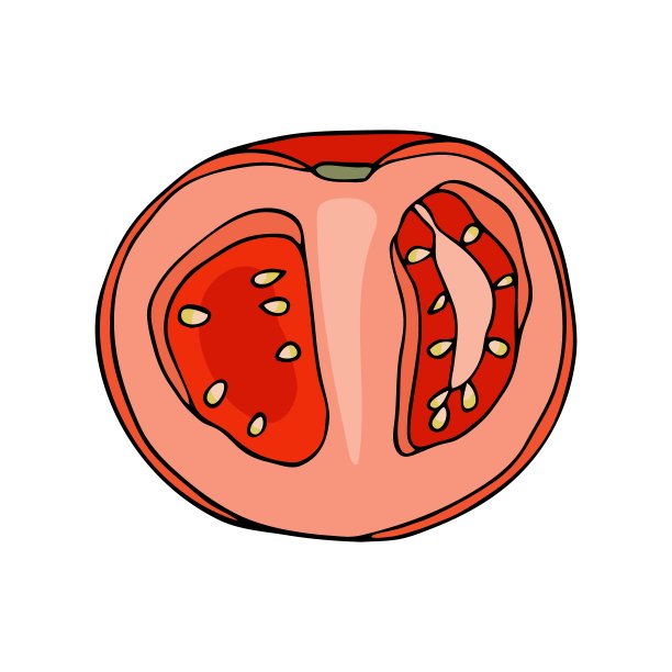 红色的西红柿。手绘半切新鲜番茄蔬菜孤立在白色背景图片下载