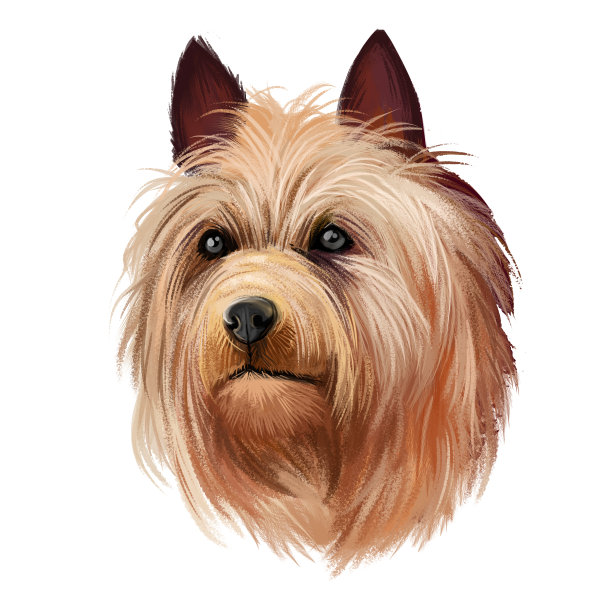 澳洲梗犬品种数字艺术插图孤立在白色。小品种的梗犬类型。该品种是在澳大利亚开发的，棕色长毛小狗头像，可爱的宠物。图片下载