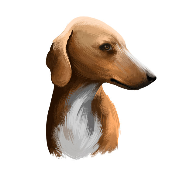 阿扎瓦克犬品种数字艺术插图孤立的白色。视猎犬家畜守护犬种，来自西非，用作猎犬，棕色猎犬肖像，白色毛领，侧面。图片下载