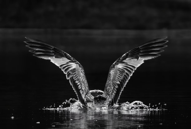 一只鸟在水面上展开翅膀的黑白图片。图片下载