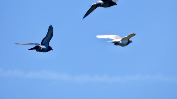 鸟类在飞行中图片下载