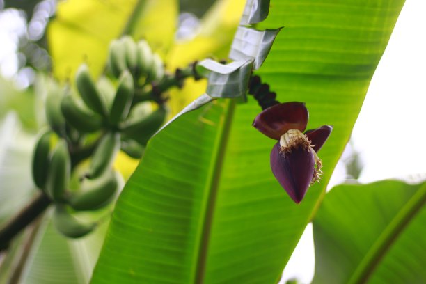 香蕉在树上开花图片下载