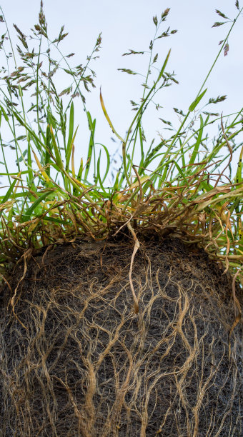 地上的草根图片下载