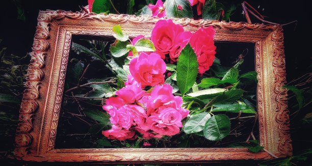 盛开的红玫瑰从一个古老的金色框架的中心出现为浪漫的惊喜效果。图片下载