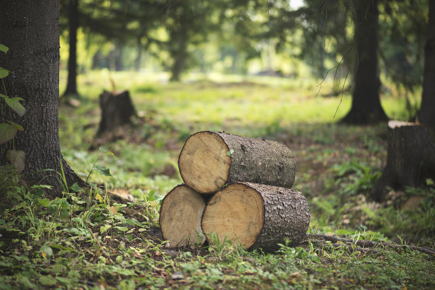 森林中的柴火图片下载