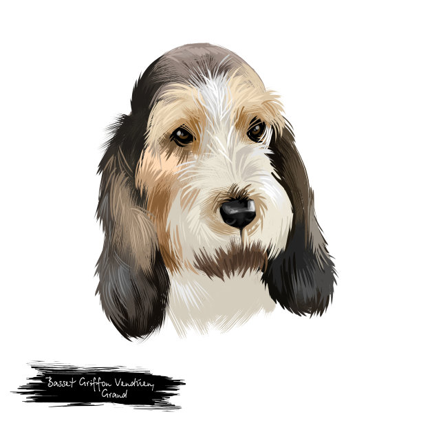 Grand Basset Griffon Vendeen或GBGV短腿猎犬类型法国犬种数字艺术插图孤立的白色背景。可爱的宠物手绘肖像。图形剪辑艺术设计。图片下载