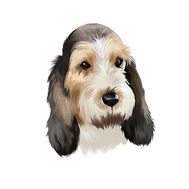 Grand Basset Griffon Vendeen或GBGV短腿猎犬类型法国犬种数字艺术插图孤立的白色背景。可爱的宠物手绘肖像。图形剪辑艺术设计。图片下载
