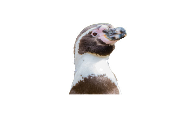 单独的洪堡企鹅孤立在白色背景图片下载