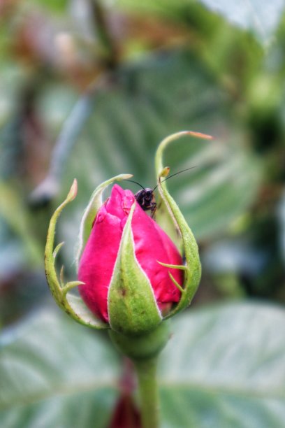 玫瑰上的昆虫图片下载