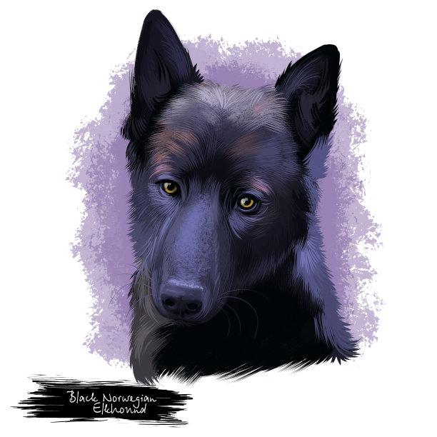黑色挪威Elkhound，挪威Elghund Svart狗数字艺术插图孤立在白色背景。挪威血统的猎犬。可爱的宠物手绘肖像。图形剪辑艺术设计。图片下载
