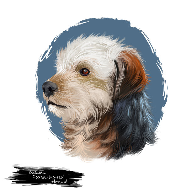 波斯尼亚粗毛猎犬，巴拉克狗数字艺术插图孤立在白色的背景。波黑原籍猎犬。宠物手绘肖像。网页印刷的图形剪辑艺术设计。图片下载