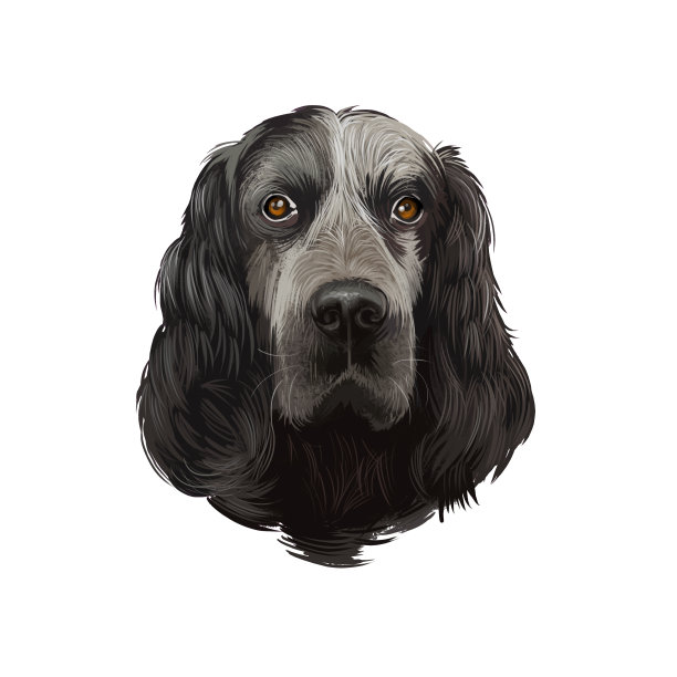 蓝色皮卡迪猎犬，皮卡迪的蓝皮卡迪，蓝皮卡迪狗数字艺术插图孤立的白色背景。法国原产枪犬。可爱的宠物手绘肖像。图形剪辑艺术设计图片下载