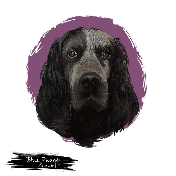 蓝色皮卡迪猎犬，皮卡迪的蓝皮卡迪，蓝皮卡迪狗数字艺术插图孤立的白色背景。法国原产枪犬。可爱的宠物手绘肖像。图形剪辑艺术设计图片下载