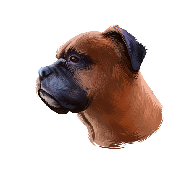 义和团犬品种孤立在白色背景数字艺术插图。中型，短毛犬种，德国犬种侧面视图头像逼真的剪纸设计英国斗牛犬图片下载