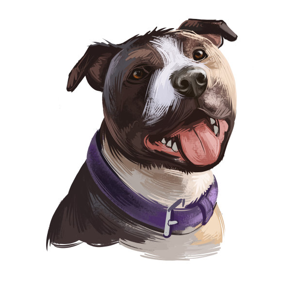 斗牛梗犬品种孤立在白色背景数字艺术插图。蛋形状的头狗在皮革项圈，斗牛犬肖像手绘逼真的剪纸显示舌头，家养宠物。图片下载