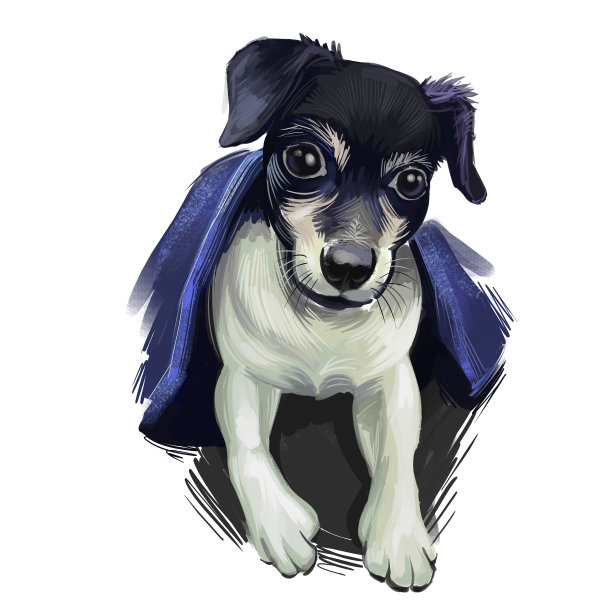 智利狐梗犬品种孤立在白色背景数字艺术插图。可爱的宠物手绘肖像。图形剪贴画设计逼真的动物。图片下载