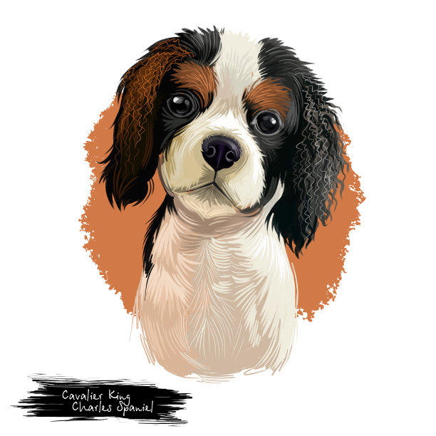 骑士国王查尔斯猎犬品种孤立在白色背景数字艺术插图。可爱的宠物手绘肖像。图形剪贴画设计逼真的动物。图片下载