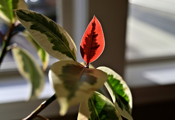 Tineke橡胶植物图片下载