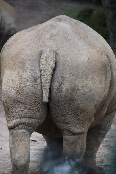 背后的犀牛图片下载