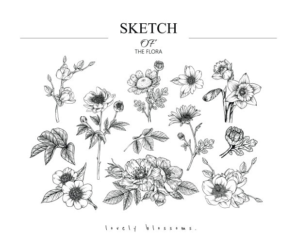 花卉植物学素描集。图片下载