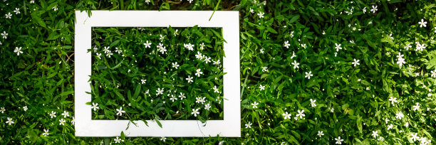 创造性的绿色植物背景的自然树叶和草地草与白色框架复制空间图片下载