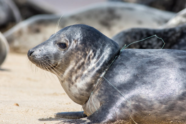 动物的痛苦。用渔网钩住脖子的海豹特写。图片下载