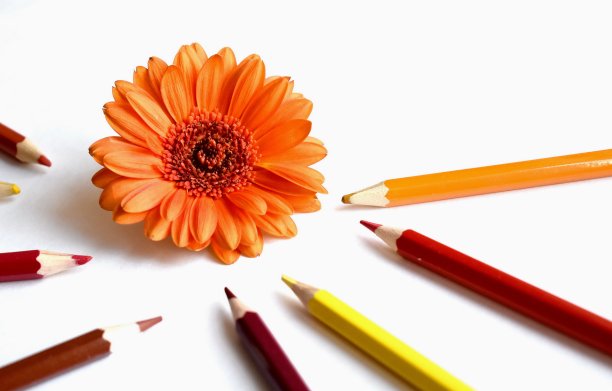 橙色的非洲菊和八种颜色的铅笔图片下载