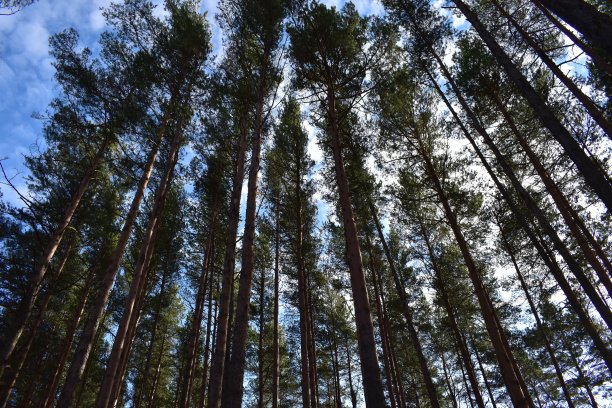 松树的顶端以蓝天为背景图片下载