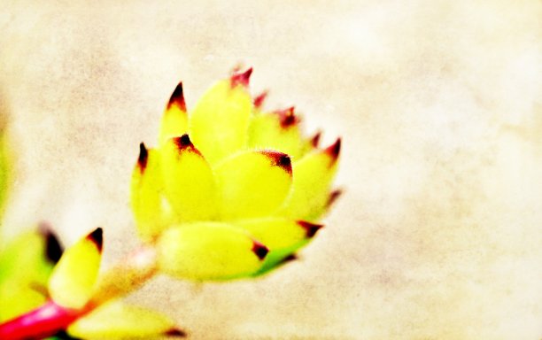 永生花特写图像图片下载