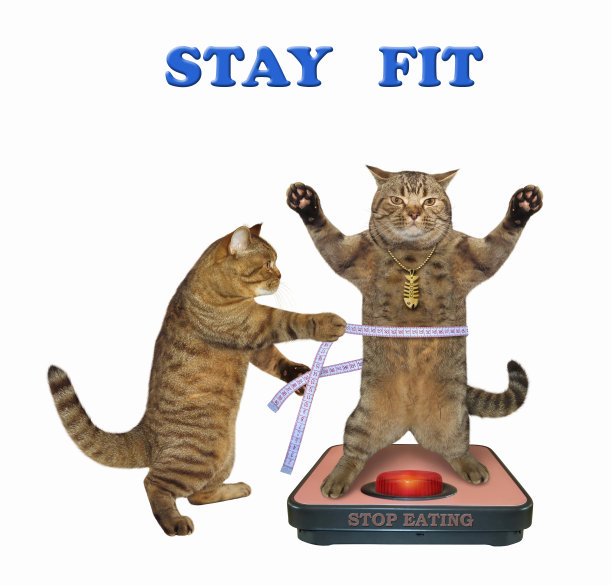 猫站在体重秤上图片下载