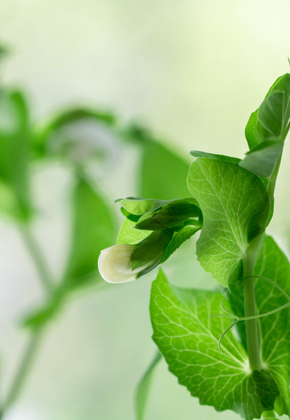 有机豌豆的绿色嫩芽、叶子和花朵素材图片